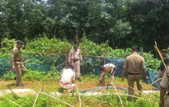Melaghar Police Destroy 6,000 Marijuana Saplings Melaghar Police Destroy 6,000 Marijuana Saplings